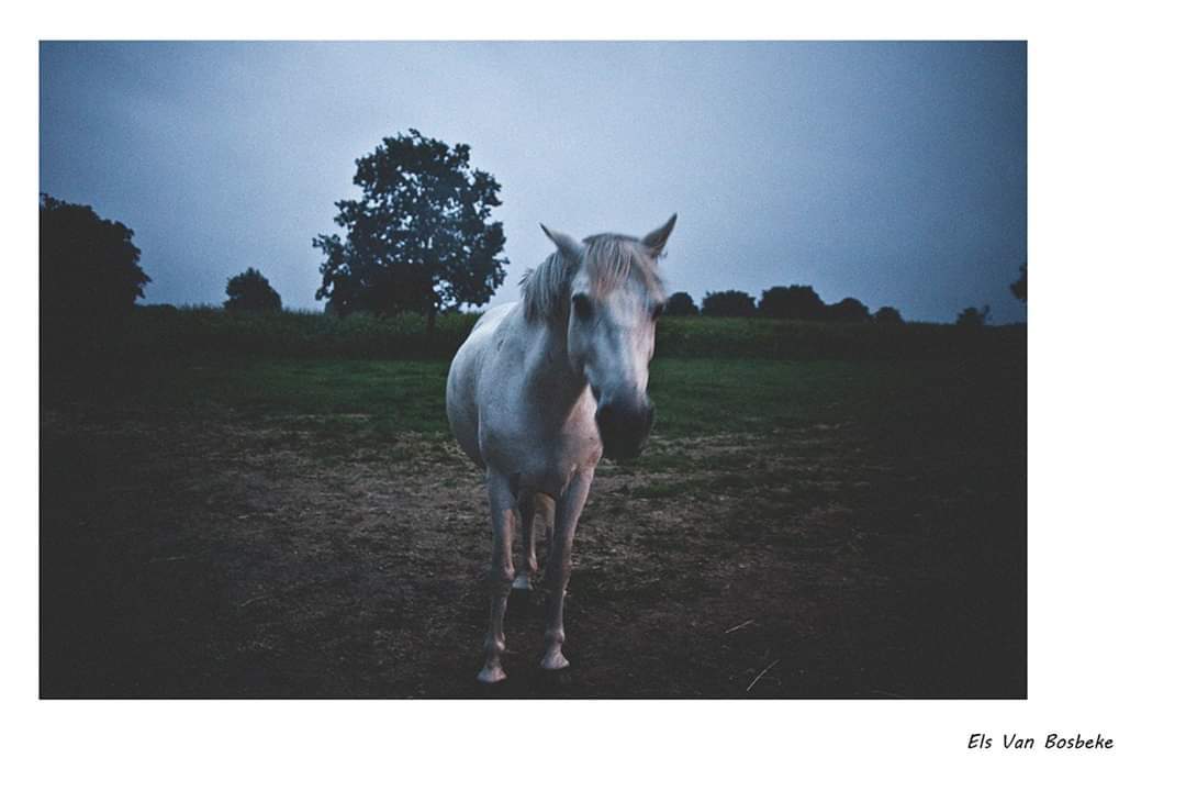 België